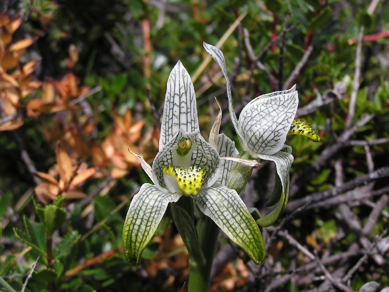Orchidées de Patagonie (Décembre 2005) Chlora10