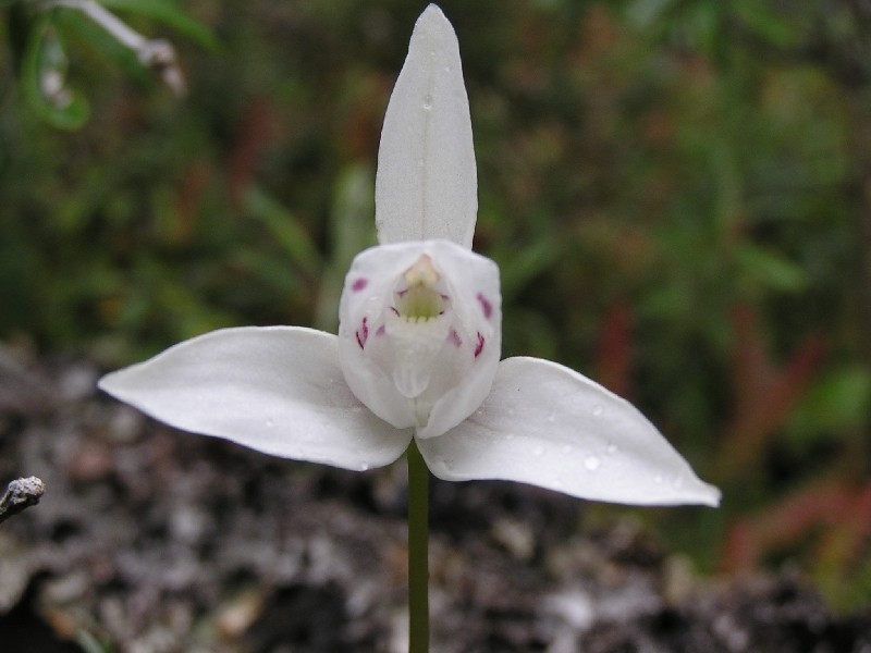 Orchidées de Patagonie (Décembre 2005) Codono10