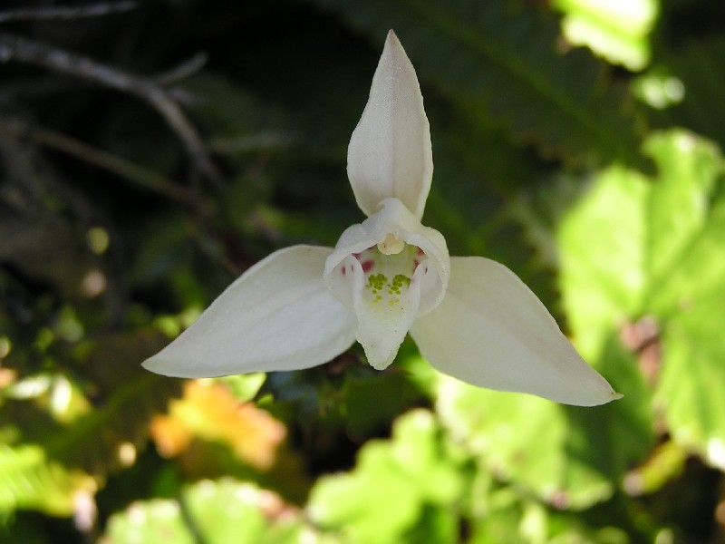 Orchidées de Patagonie (Décembre 2005) Codono11
