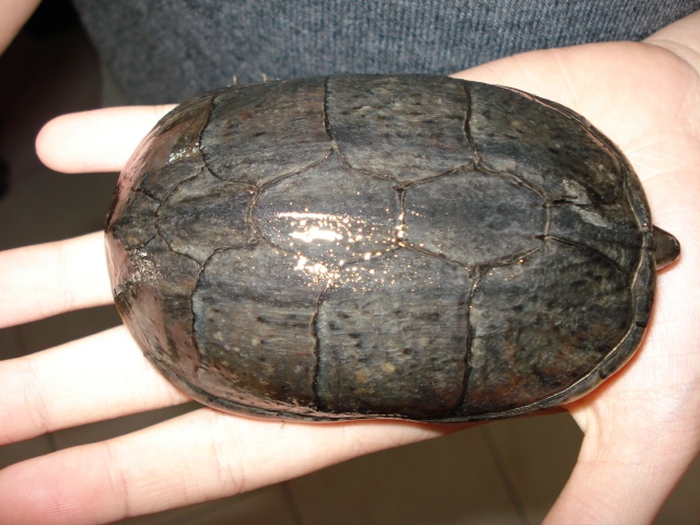 identification tortue aquatique Dsc01111