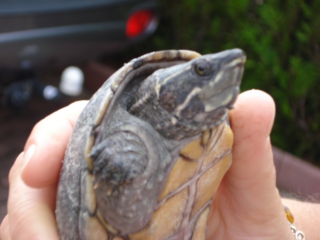 identification tortue aquatique Dsc01113