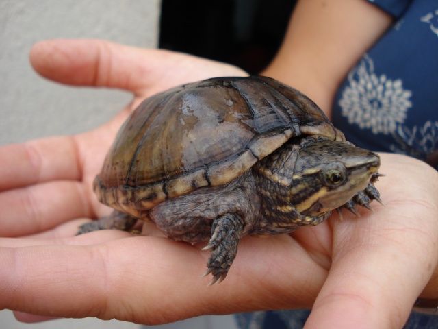 identification tortue aquatique Dsc01119