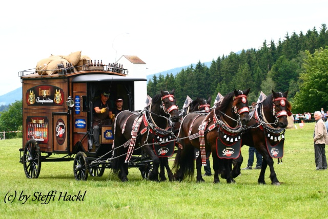 Bilder Zugpferdetreffen und Brauereiwagen Geschicklichkeitsfahren Img_9913