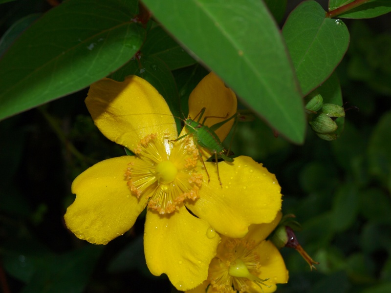 Fleur jaunes & Sauterelle 07610