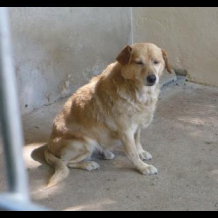 (Adoptable) Trouvé mâle sable type ratier / labrador à berre. 12 juin 2011 24500_10