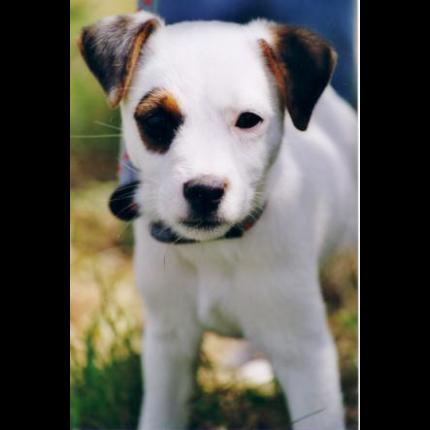 perdue EVER femelle terrier jack blanche tache marron à l'oeil pucé 11/7/11 TOULON 83 25613_10