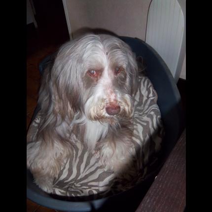 (résolu) perdue MAYERLING femelle bearded collie blanc/marron 16 ans aveugle tatouée 27/7/11 AVIGNON 84 26023_10