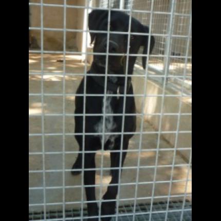 (adoptable) trouvée femelle labrador noire 4/8/11 EYGUIERES 13 26401_10