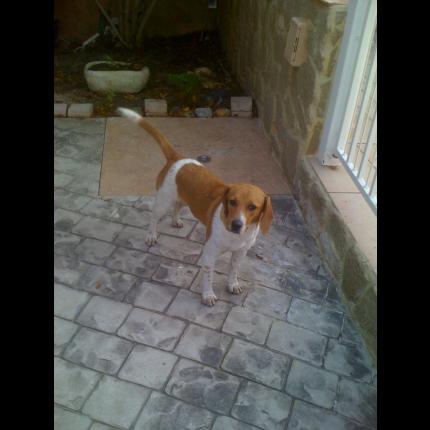 trouvé mâle beagle fauve blanc 12/11/11 VIDAUBAN 83 30965_10