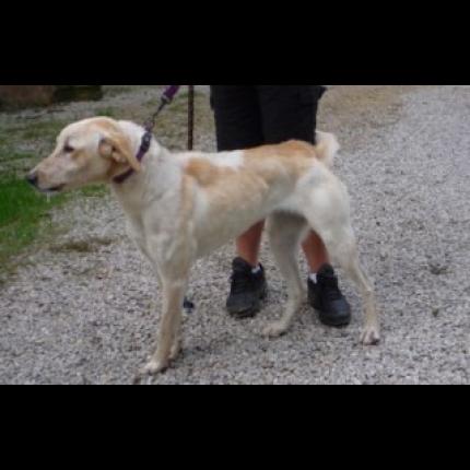 trouvée femelle X labrador sable taches marron 16/11/11 SALON 13 31303_10