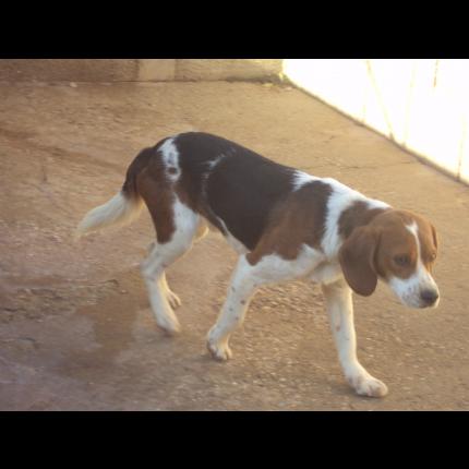 trouvé mâle beagle tricolore 3/11/11 PIGNANS 83 31358_10