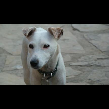 perdue ELFI femelle terrier jack russel blanche sourde pucée 4/12/11 SOLLIES TOUCAS 83 32101_10