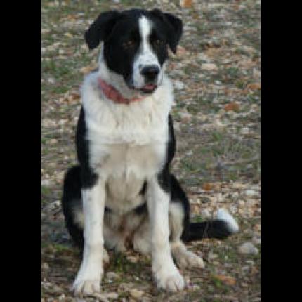 ADOPTEE   trouvée femelle labrador border noire blanche 28/11/11 CARNOULES 83 32117_10