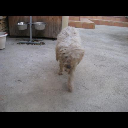 (résolu)trouvé mâle caniche blanc mal entretenu sourd presque aveugle 7/12/11 MONTEUX 84 32212_10