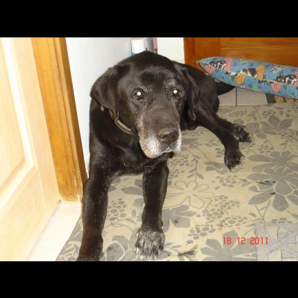 trouvé mâle labrador agé tatouage illisible 16/12/11 SERVIGNAN DU COMTAT 84 32668_10