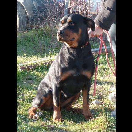 trouvée femelle rottweiler noire feu 24/12/12 TOULON 83 33253_10