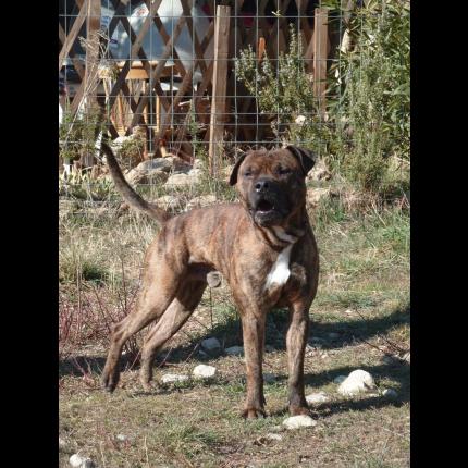 trouvé mâle boxer chien de court italien bringé brun et blanc 20/2/12 VAR 83 36505_10