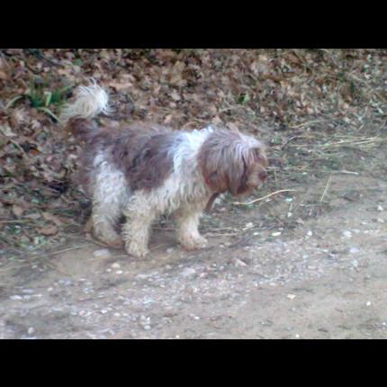 trouvée chienne type griffon poil long  beige marron 19/2/12 LE BARROUX 84 36527_10