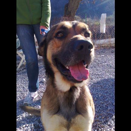 (adopté) trouvé mâle berger belgeXberger allemand fauve charbonné 25/2/12 DIGNE 04 36616_10