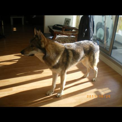 (résolu) perdu EYKAN mâle chien loup tchécoslovaque fauve charbonné pucé 26/2/12 SIMIANE LA ROTONDE 04 36835_10