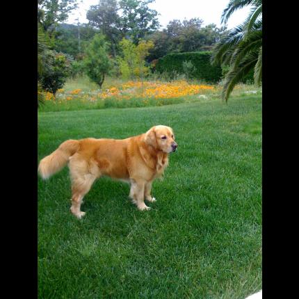 perdu ROMEO mâle golden retriever roux tatoué 27/7/11 ST TROPEZ 83