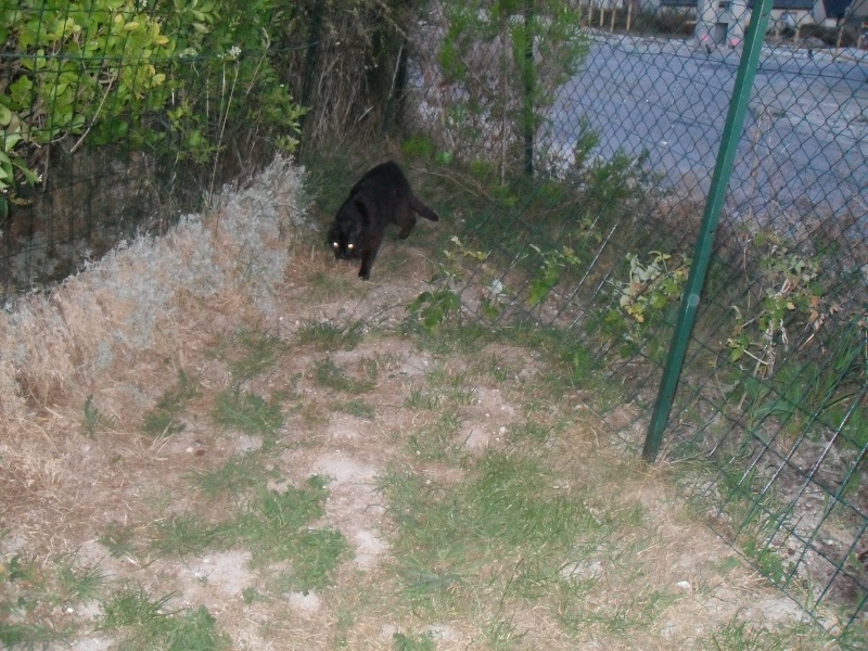 [Sauvetage] Boucan, chat ronronneur noir Sdc15411