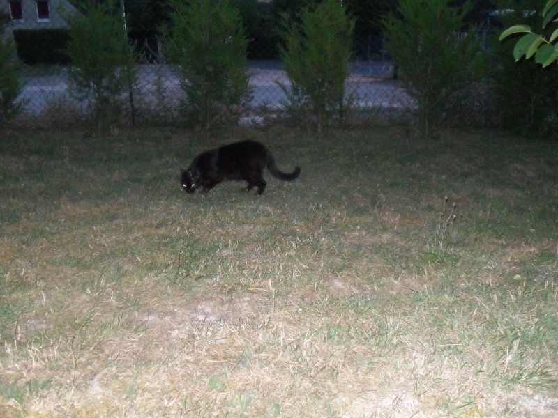 [Sauvetage] Boucan, chat ronronneur noir Sdc15413