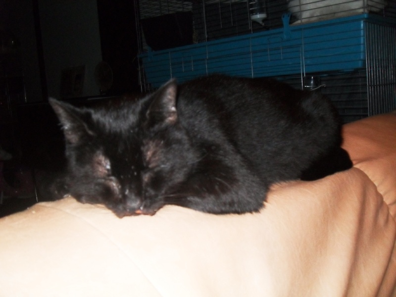 [Sauvetage] Boucan, chat ronronneur noir Sdc16610