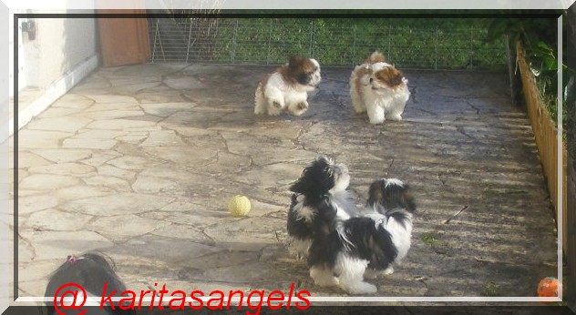 Chiots shihtzu, ils sont nés !!! - Page 27 Sans_t11