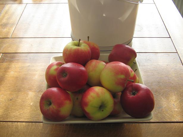 Un seau de pommes Mestir10