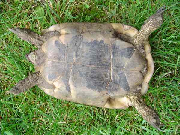 Quelle espèce se cache derrière ma tortue fugueuse? Plastr10