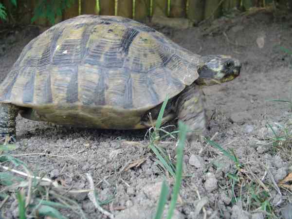 Quelle espèce se cache derrière ma tortue fugueuse? Profil10
