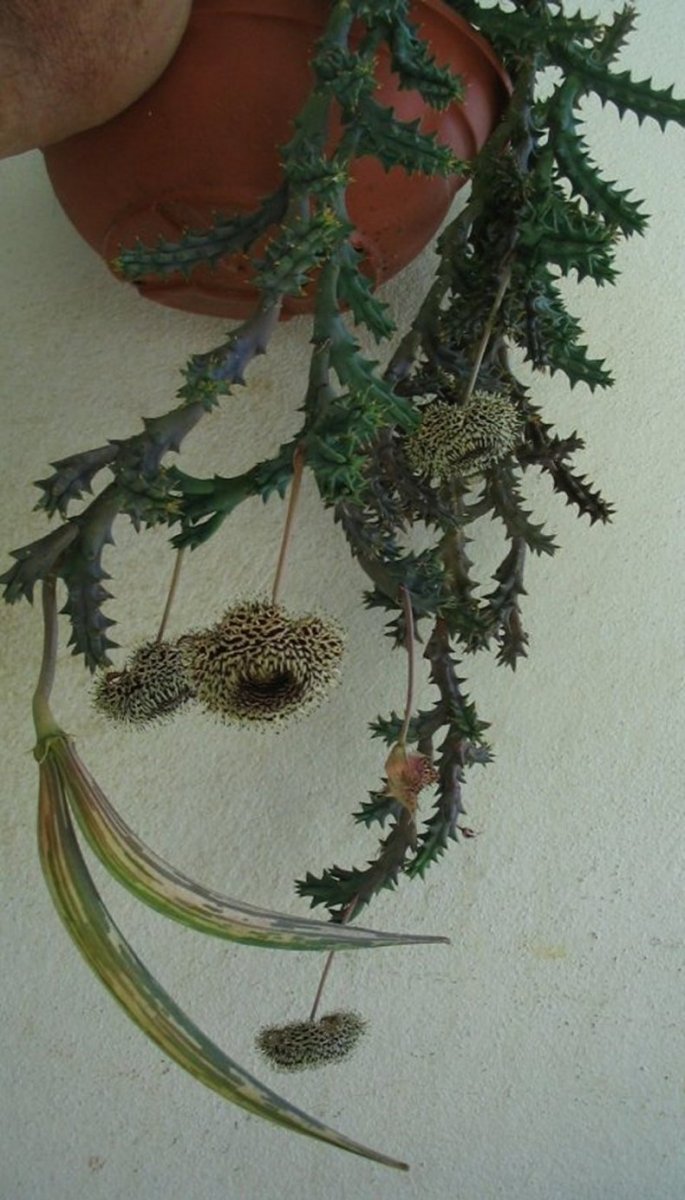 HUERNIA HYTRIX ( fleurs et fruits) Huerni17