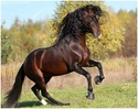 equus stable, bientt 1 moins de rouverture ! Ebonit10
