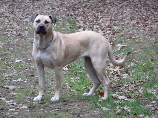 PERRO CARACTERISTICO PLACIDO ROSAS P1050118