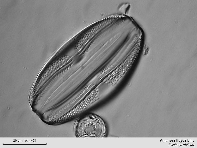Quelques diatomées... Amphor10
