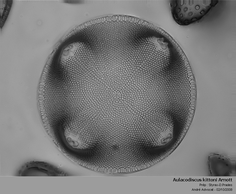 Quelques diatomées... Aulaco10