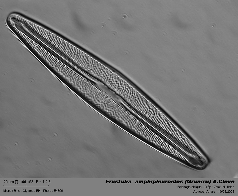 Quelques diatomées... Frustu10