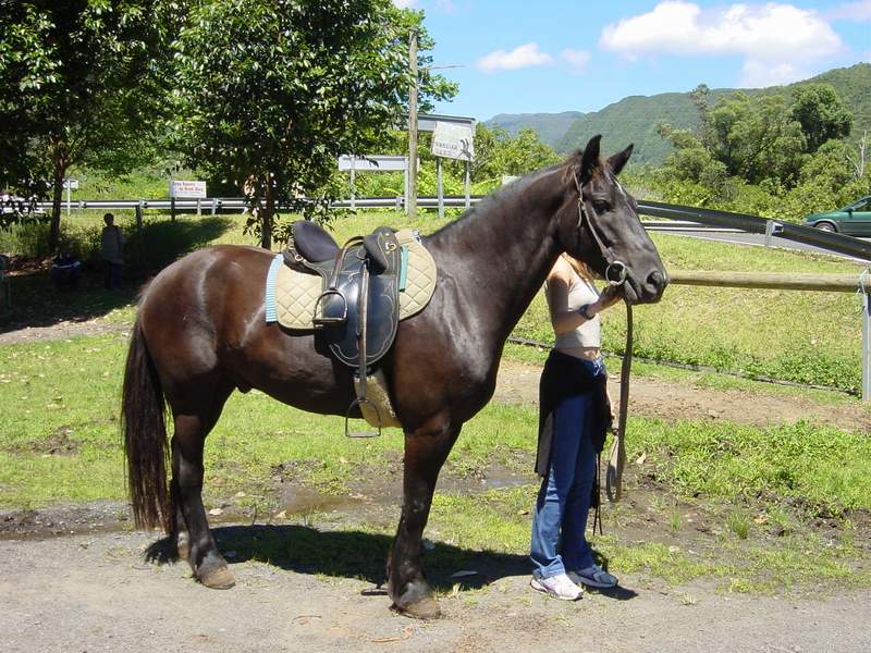 Balade à cheval à la Réunion ou à Maurice Marens10
