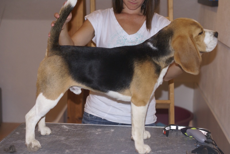 chiot beagle lof ( une femelle a vendre)  - Page 2 01610