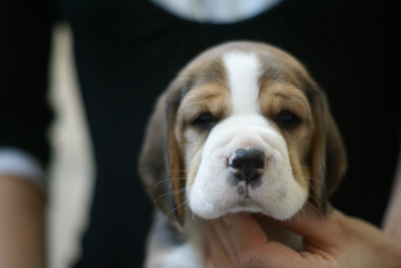 chiot beagle lof ( une femelle a vendre)  Semain11