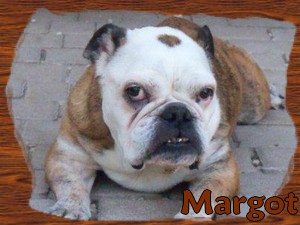 créer un forum : BULLDOG ANGLAIS FOR EVER Margot10