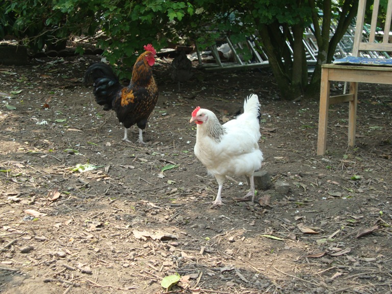 Mes animaux Coq10