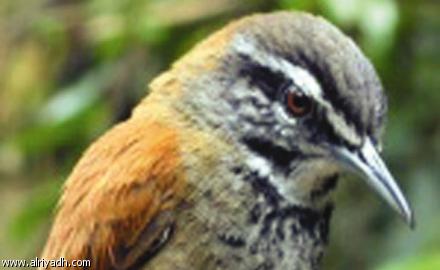 عصافير النُمنمة المغردة الأكثر تطوراً في مجال غناء الطيور 29100013