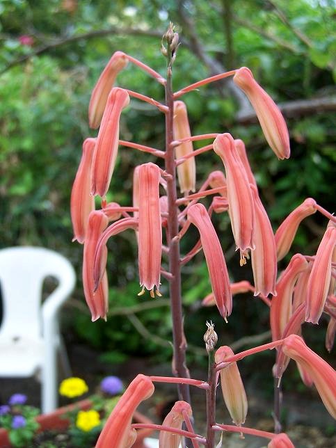 Fleurs de maëlie 24526510