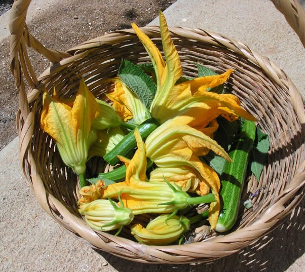 Beignets de fleurs de Courgettes 6a00d810