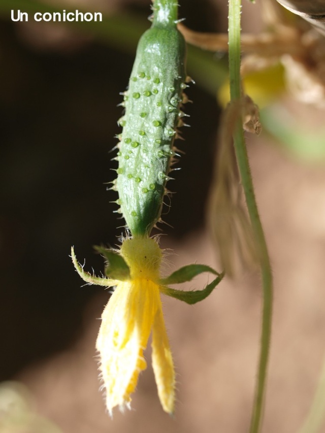 Macro photo de plantes P7210813