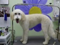 Goldiepoo/Goldendoodle Goldie10