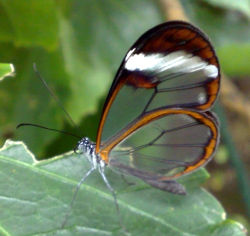 Rare transparent butterfly Freak_10