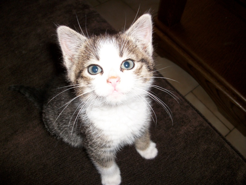 Hanoï, jeune minette née début mars 2012 abandonnée dans la rue (Réservée)  226